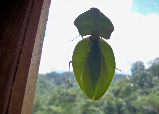 mantis